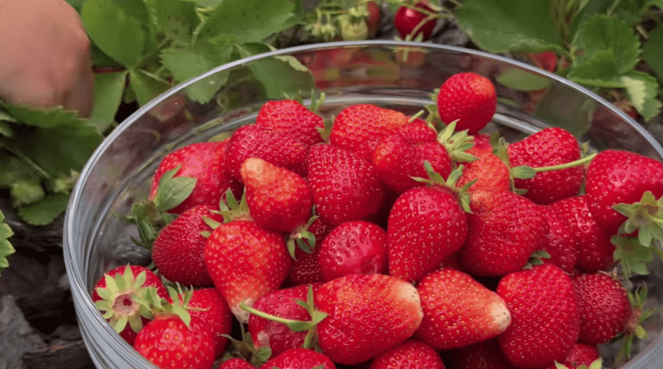 Експерт розповів, коли починати підживлювати полуницю у 2026-му. Фото: скріншот з відео на YouTube