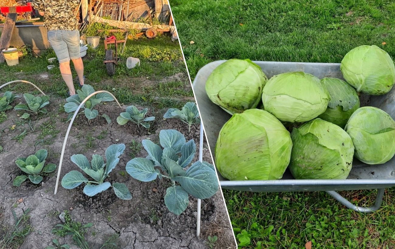 Агрономи розповіли, навіщо поливати капусту йодовим розчином. Фото: скріншот з відео