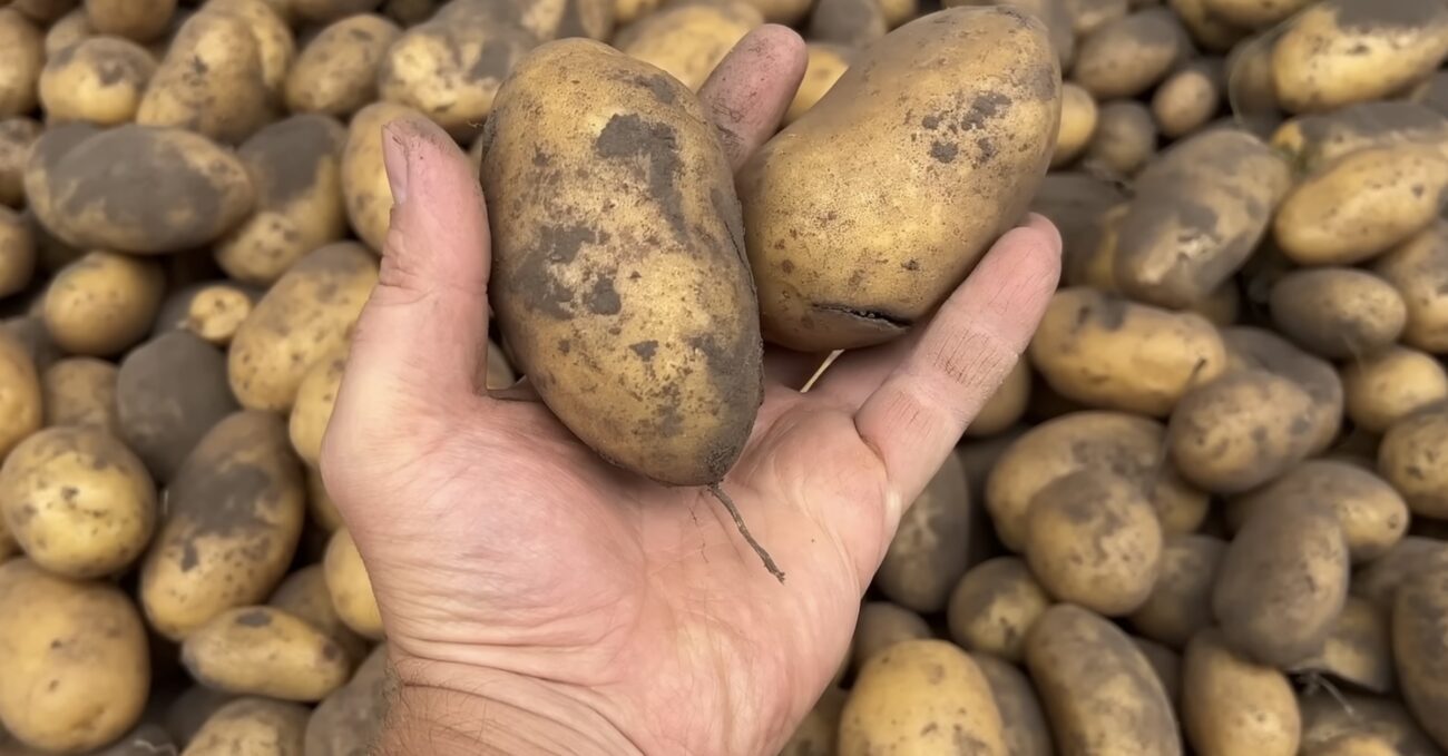 Городники розповіли, як обробити ранню і пізню картоплю. Фото: YouTube тепличні справи