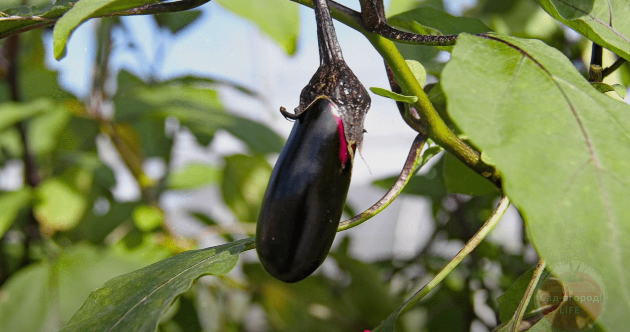 Агрономи розсекретили сорти баклажанів, які щороку дають рекордний врожай. Фото: скриншот з відео