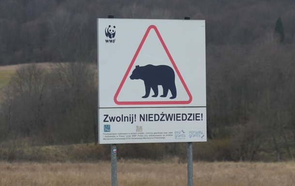 В Польщі на кордоні з Україну ведмідь загриз жінку