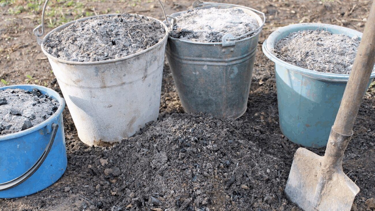 Городники розповіли, як правильно розводити золу для підживлення