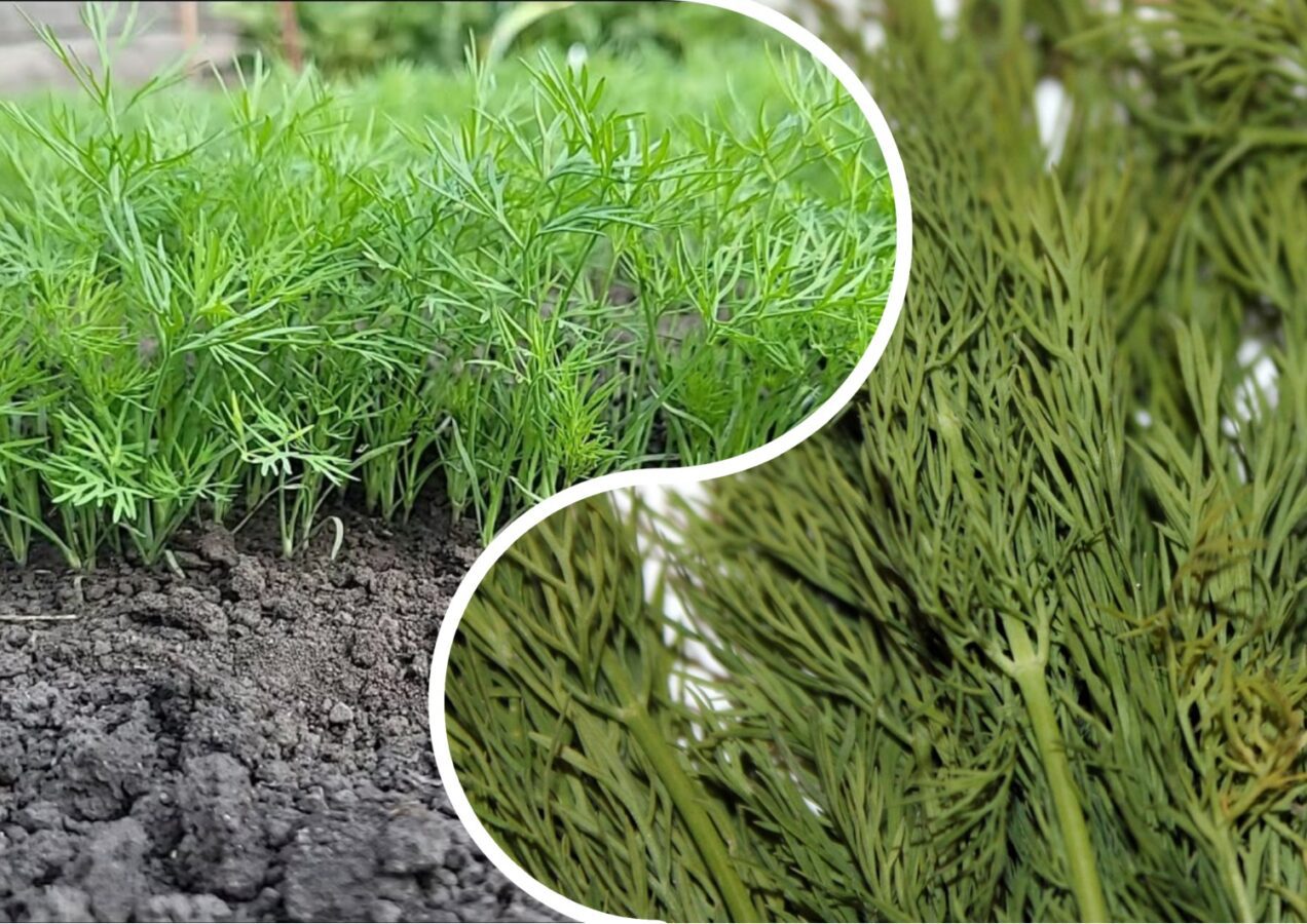 Городники розповіли, як виростити кріп без парасольок. Фото: скриншот з відео