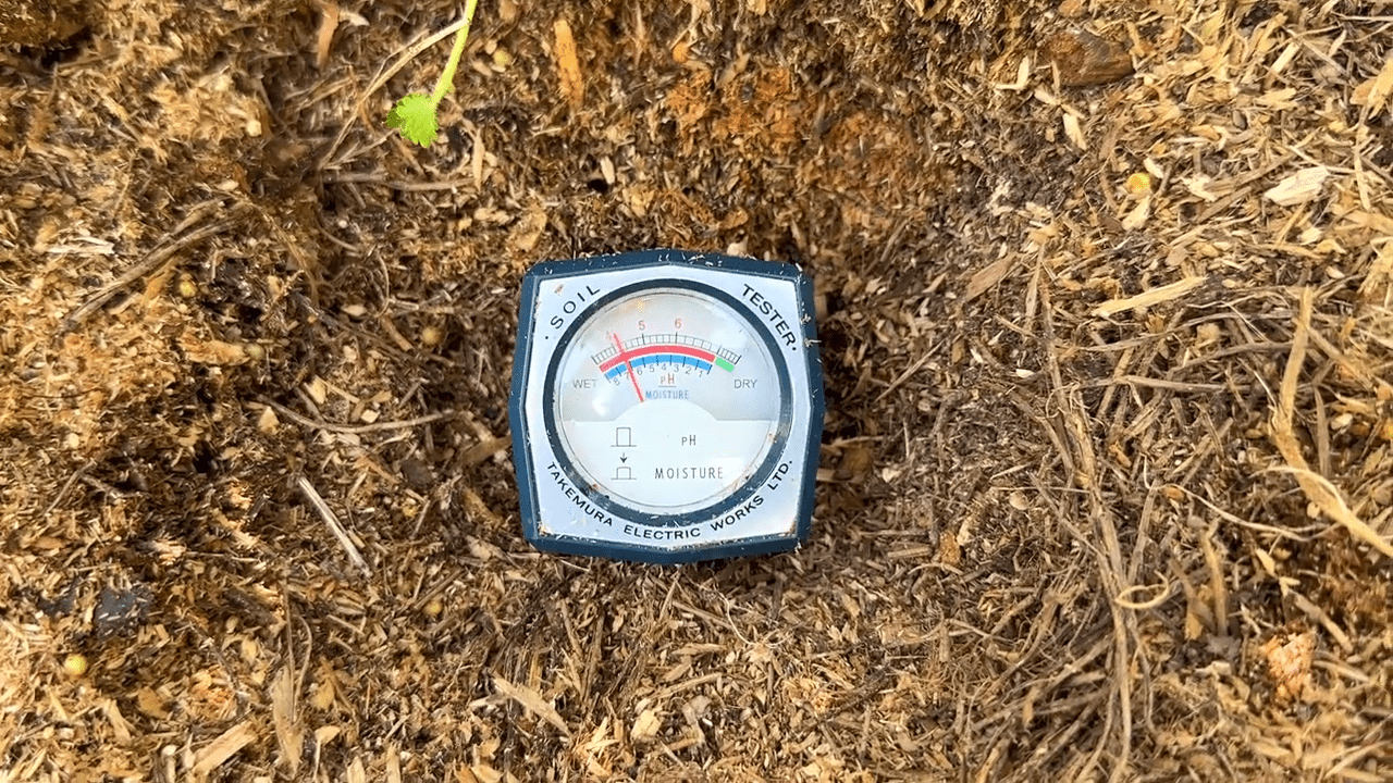 Садівники нагадали, як правильно доглядати за лохиною. Фото: YouTube Олег Козак ЛОХИНА