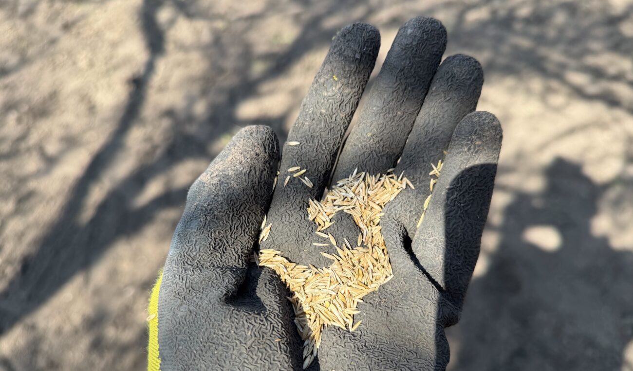 Садівники поділилися секретами гарного газону. Фото: Добрі новини