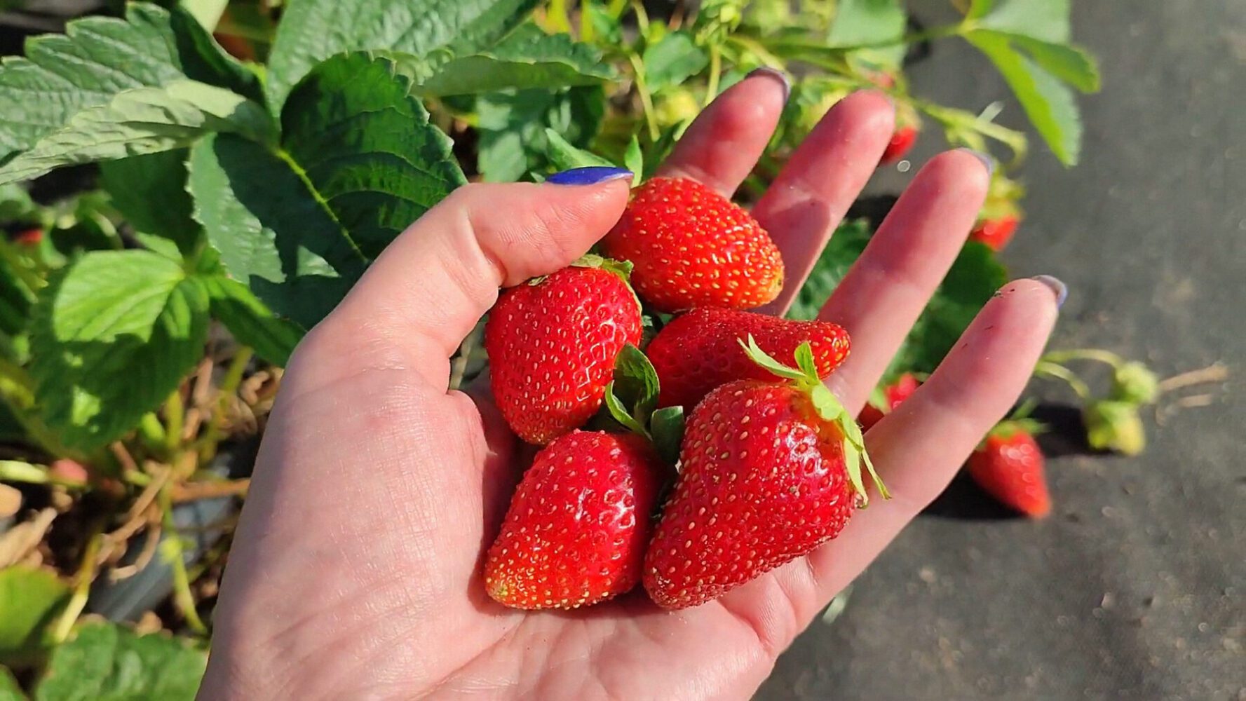 Як виростити смачну полуницю