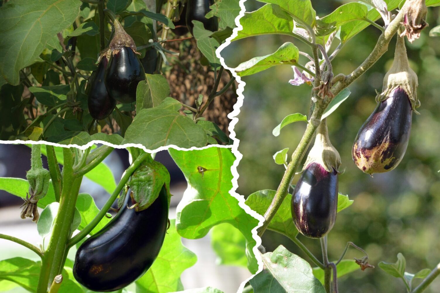 Агроном розповів, які баклажани садити у 2026-му році 