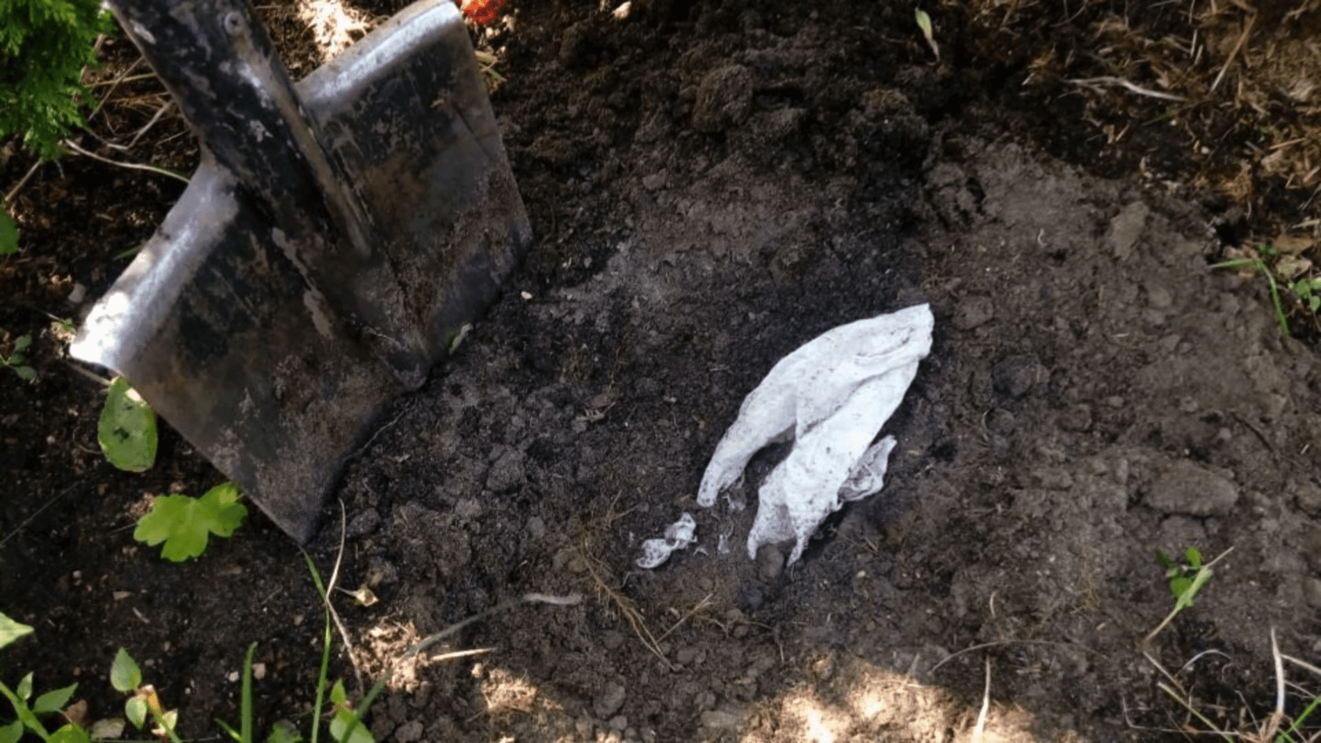 Городники назвали цікавий і простий спосіб перевірки родючості ґрунтуФото:YouTube/Городниця з Одеси