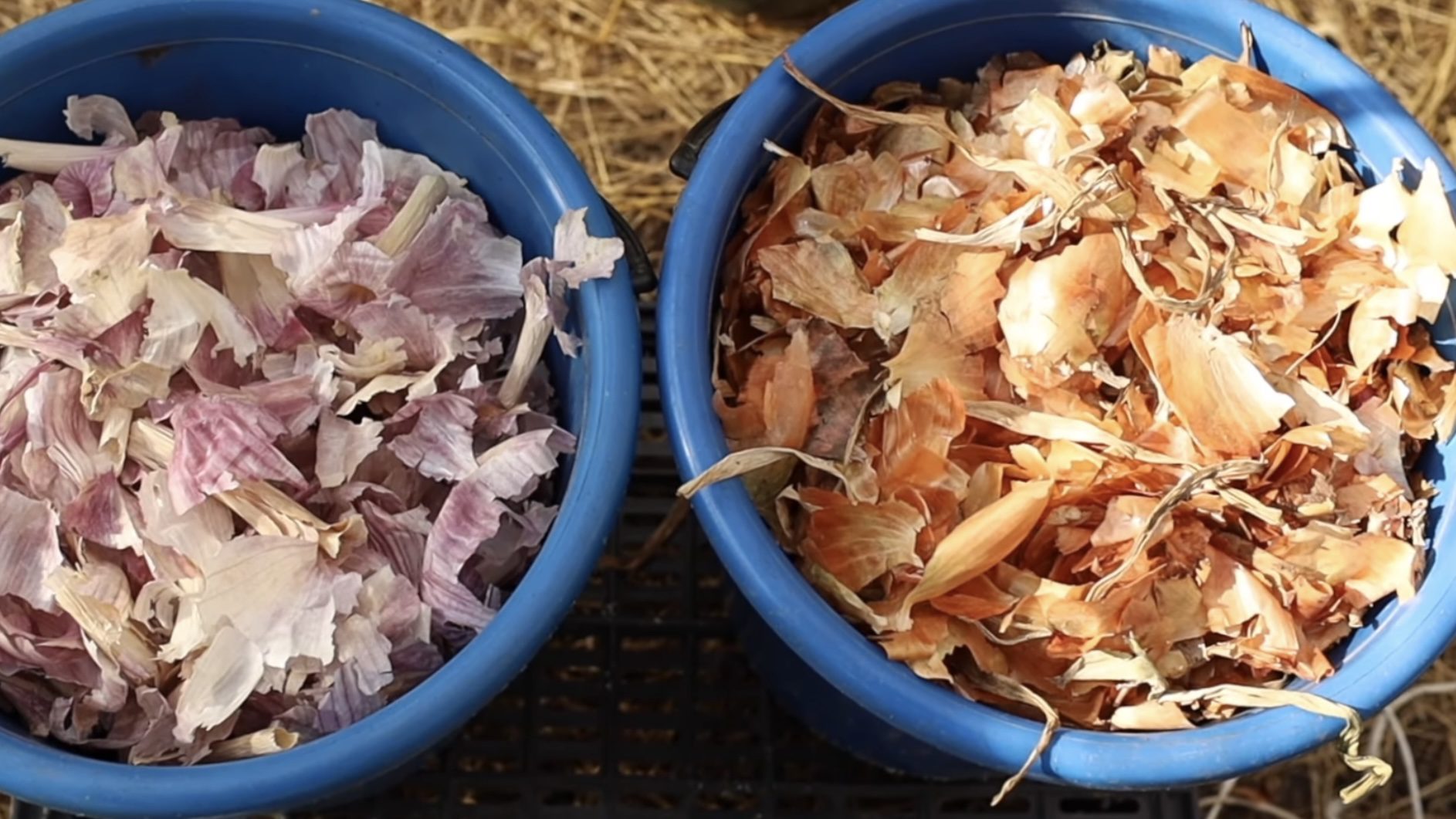 Городники розповіли, як використовувати цибулеве лушпиння в якості добрива. Фото: YouTube