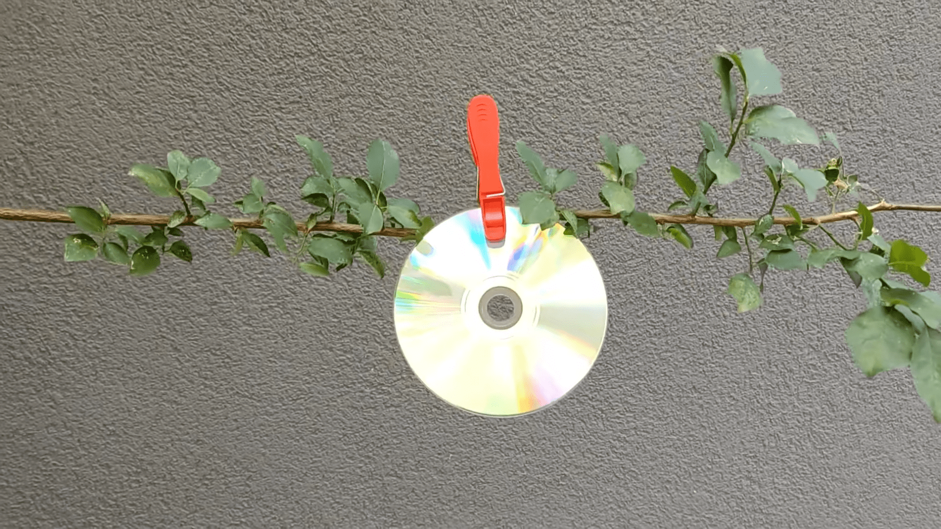 Експерти розповіли, навіщо вішати компакт-диски на гілки в саду. Фото:YouTube/PRIRODNOZDRAVLJE Експерти розповіли, навіщо вішати компакт-диски на гілки в саду. Фото:YouTube/PRIRODNOZDRAVLJE