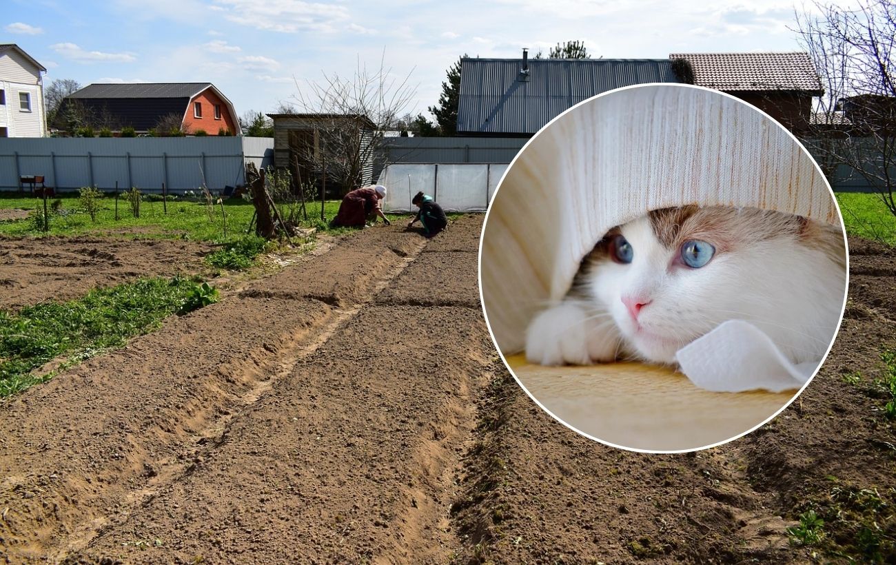 Як відучити котів ходити в туалет на городі. Фото: Pixabay