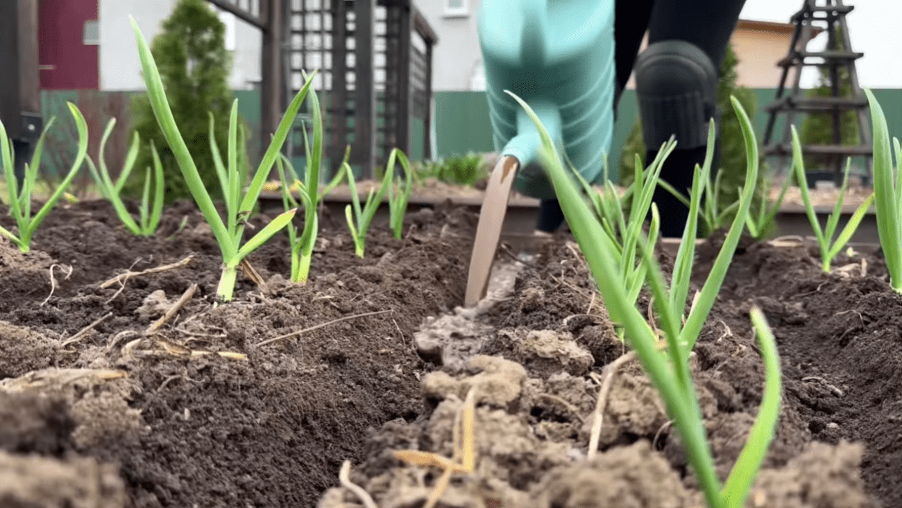 Городники розповіли, яке підживлення для часнику найголовніше в поточному сезоні Фото: YouTube Корисні Корисності