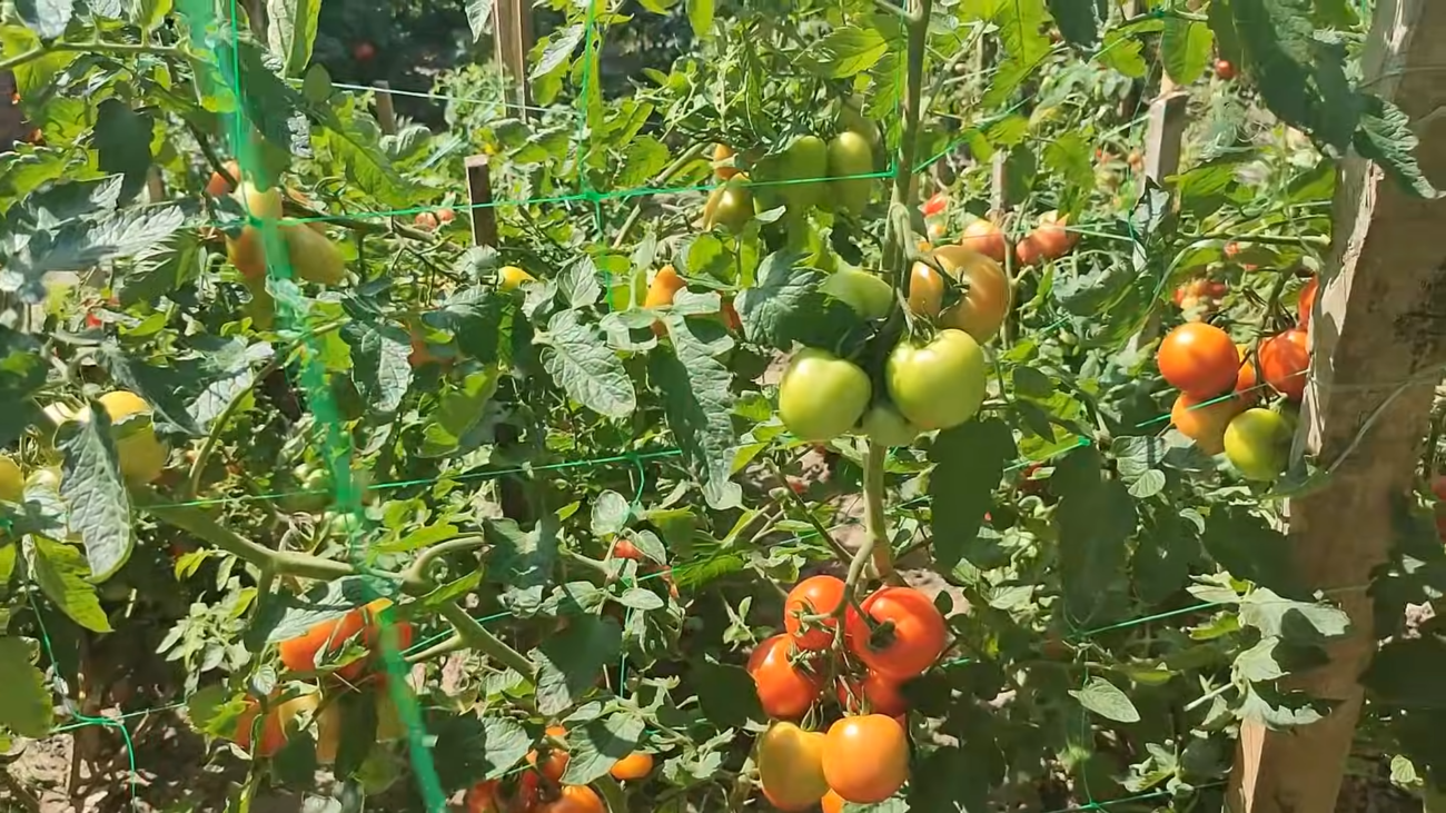 Городники розповіли, чим підживити томати у квітні. Фото: YouTube/ДІМ ТА ПРИСАДИБНА ДІЛЯНКА