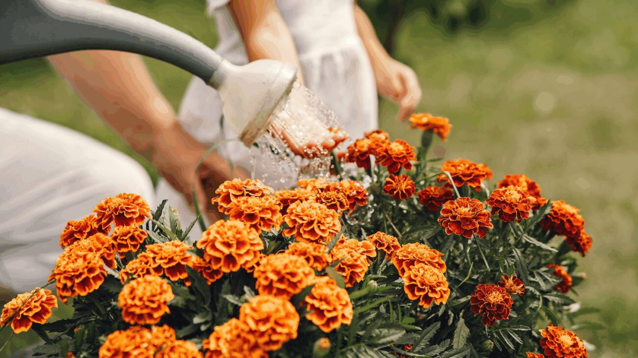 Садівники розповіли, чому чорнобривці краще не висаджувати на ділянці. Фото: Pixabay Садівники розповіли, чому чорнобривці краще не висаджувати на ділянці. Фото: Pixabay