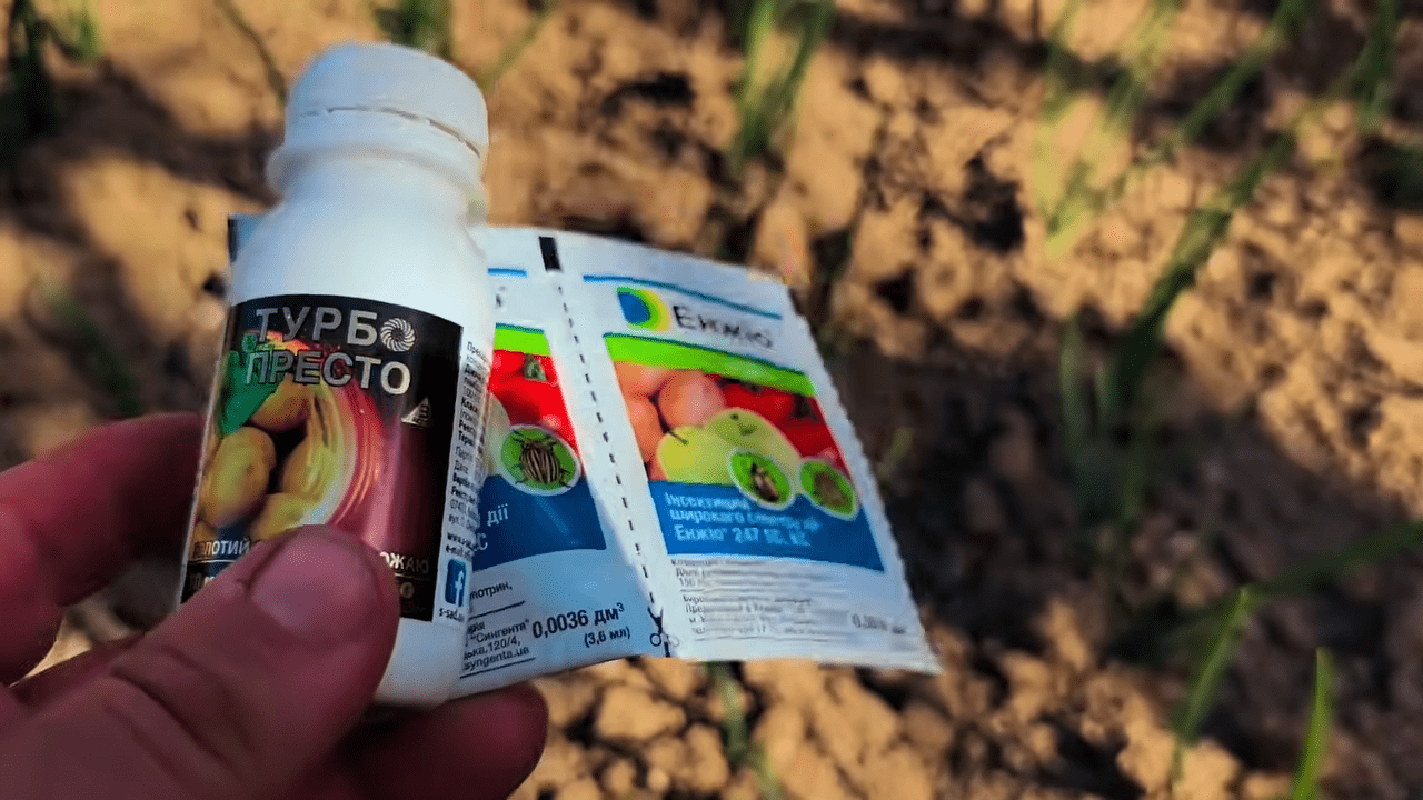 Городники розповіли нюанси догляду за цибулею. Фото: YouTube Моя Дача, Сад, Город та Все Довкола Них