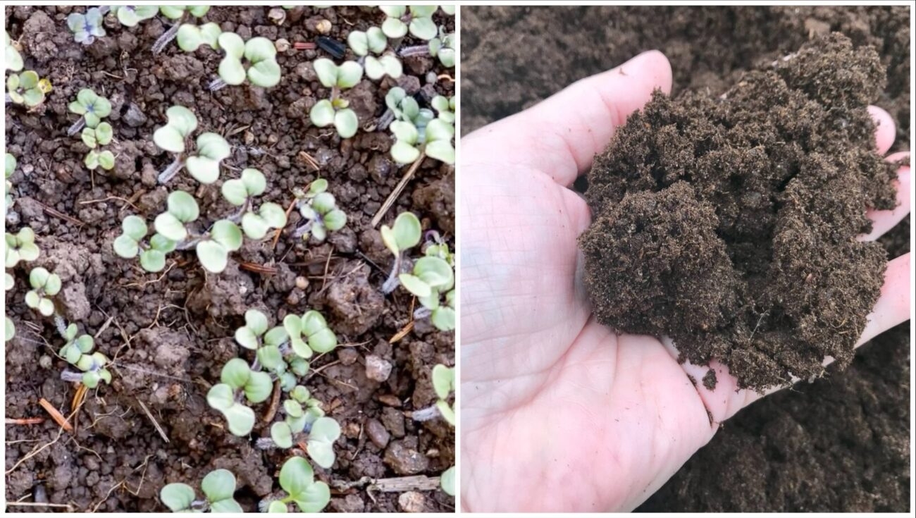 Городники розповіли, чим підживити ґрунт у квітні. Фото: скріншот з відео 