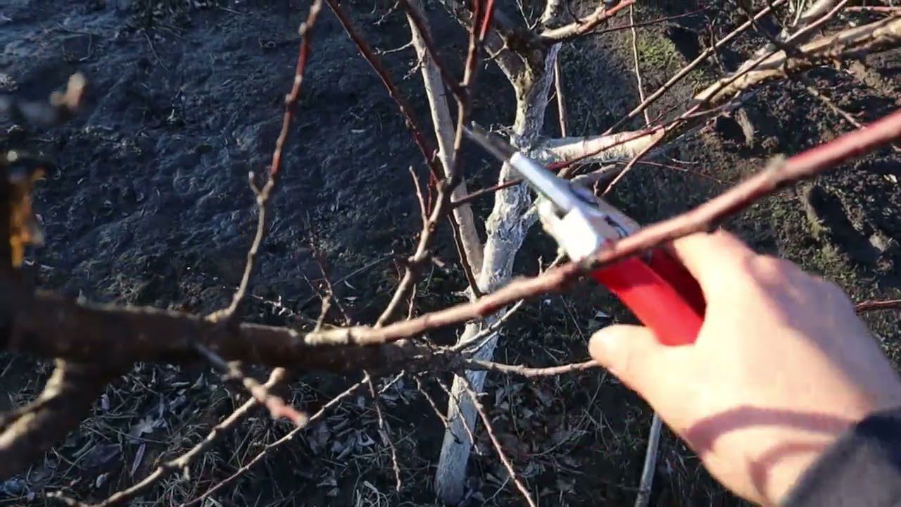 Городники розповіли, у які дні квітня не можна обрізати дерева. Фото: скріншот з відео 