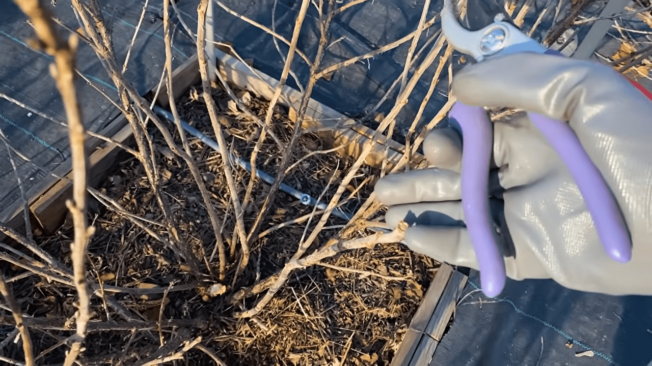  Городники розповіли, у які дні квітня не можна обрізати дерева. Фото YouTube Корисне TV