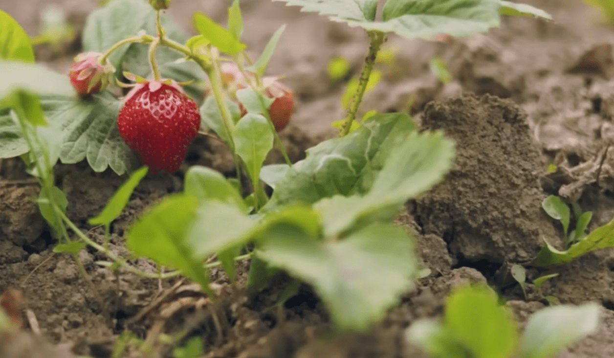 Як доглядати за полуницею навесні. Фото: скріншот з відео