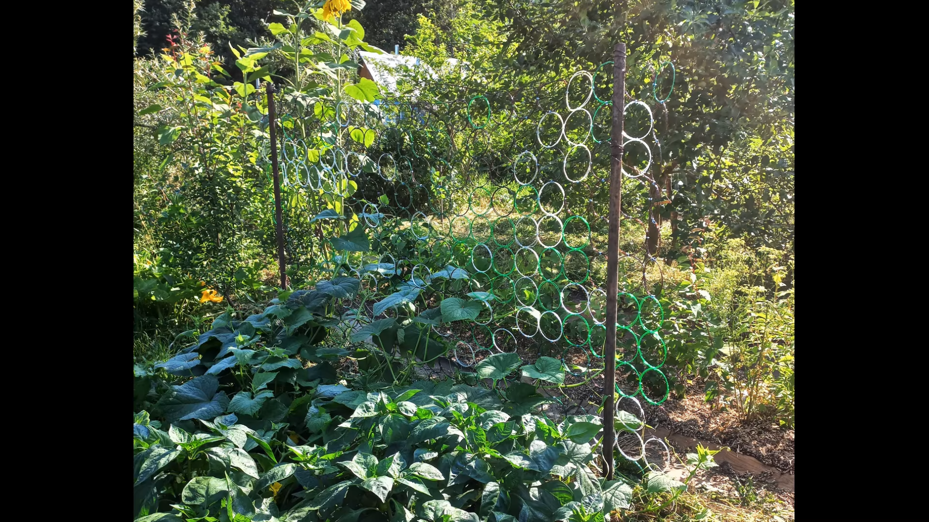 Городники розповіли, як зробити сітку для саду з пластикових пляшок. Фото: YouTube Городники розповіли, як зробити сітку для саду з пластикових пляшок. Фото: YouTube