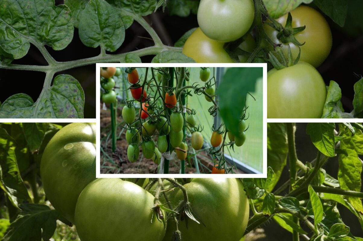 Городники розповіли, чим полити томати для рясного врожаю в 2026-му. Фото: Сенсація Городники розповіли, чим полити томати для рясного врожаю в 2026-му. Фото: Сенсація