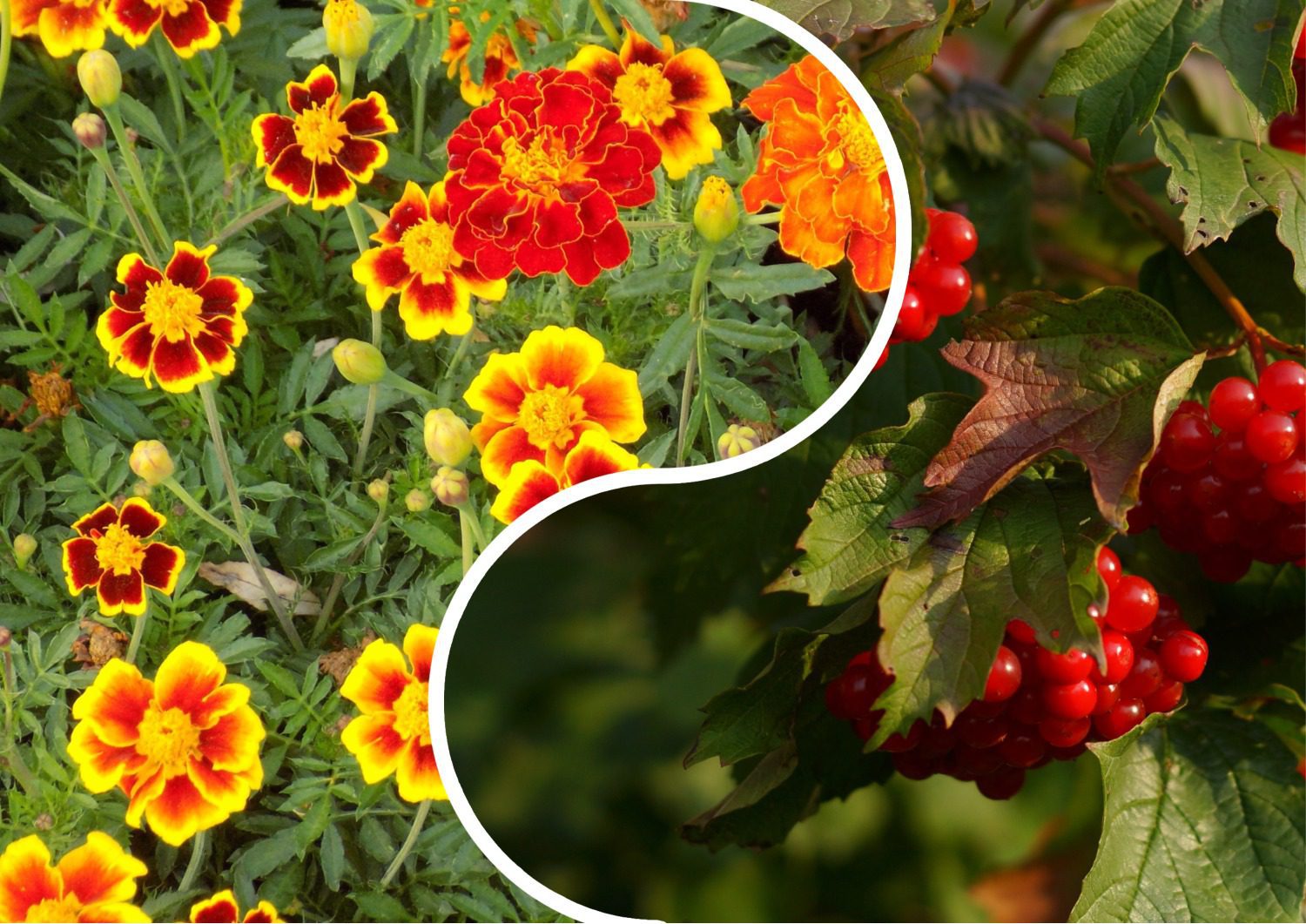 Садівники поділилися назвами рослин, які повинні рости в кожному дворі. Фото: pixabay