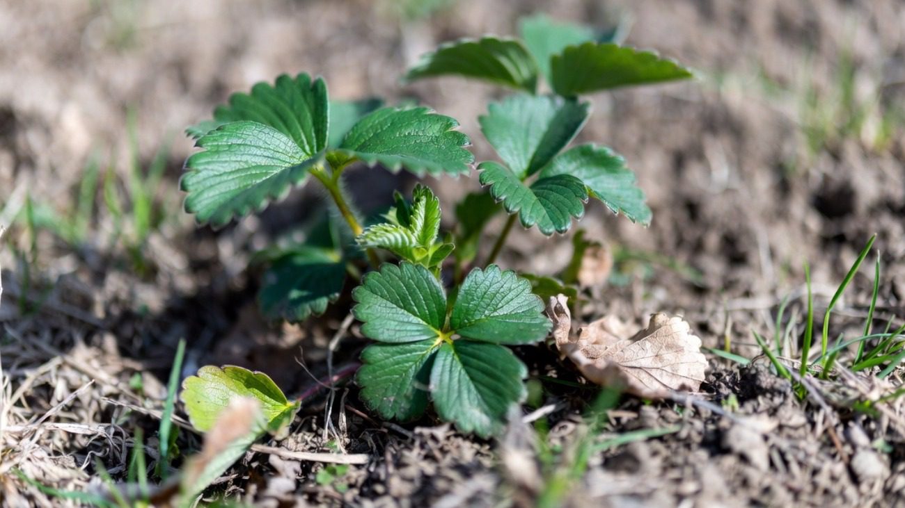 Садівники розповіли про перше весняне підживлення та обробку полуниці Фото: Сенсація