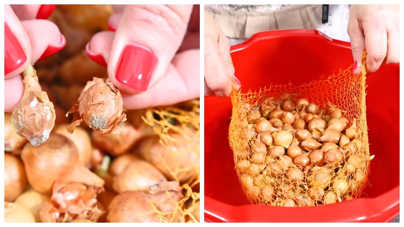 Городники дали поради щодо посадки цибулі-сіянки. Фото YouTube Moja Kuhinja Tanja