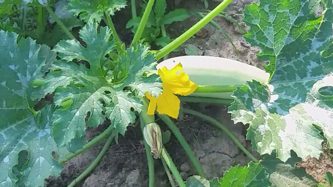 Сорт кабачків Іскандер F1