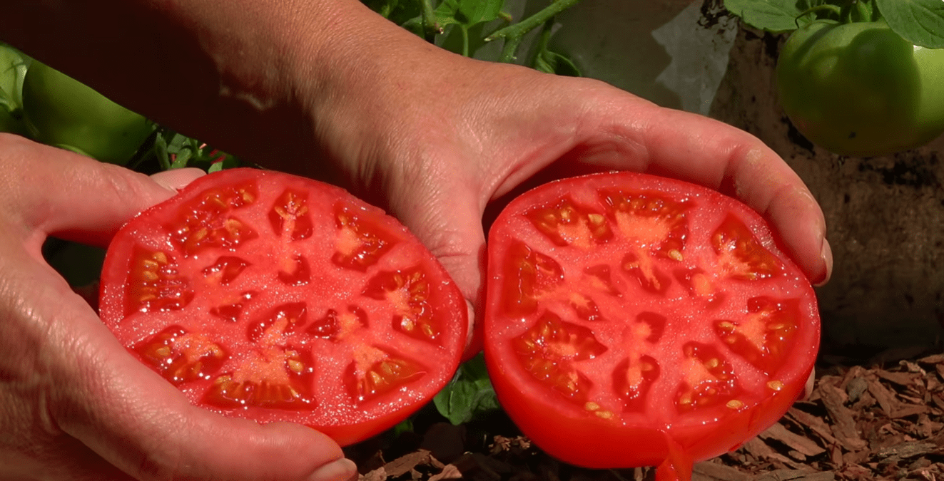 Садівники назвали найвибагливіші та найврожайніші сорти томатів