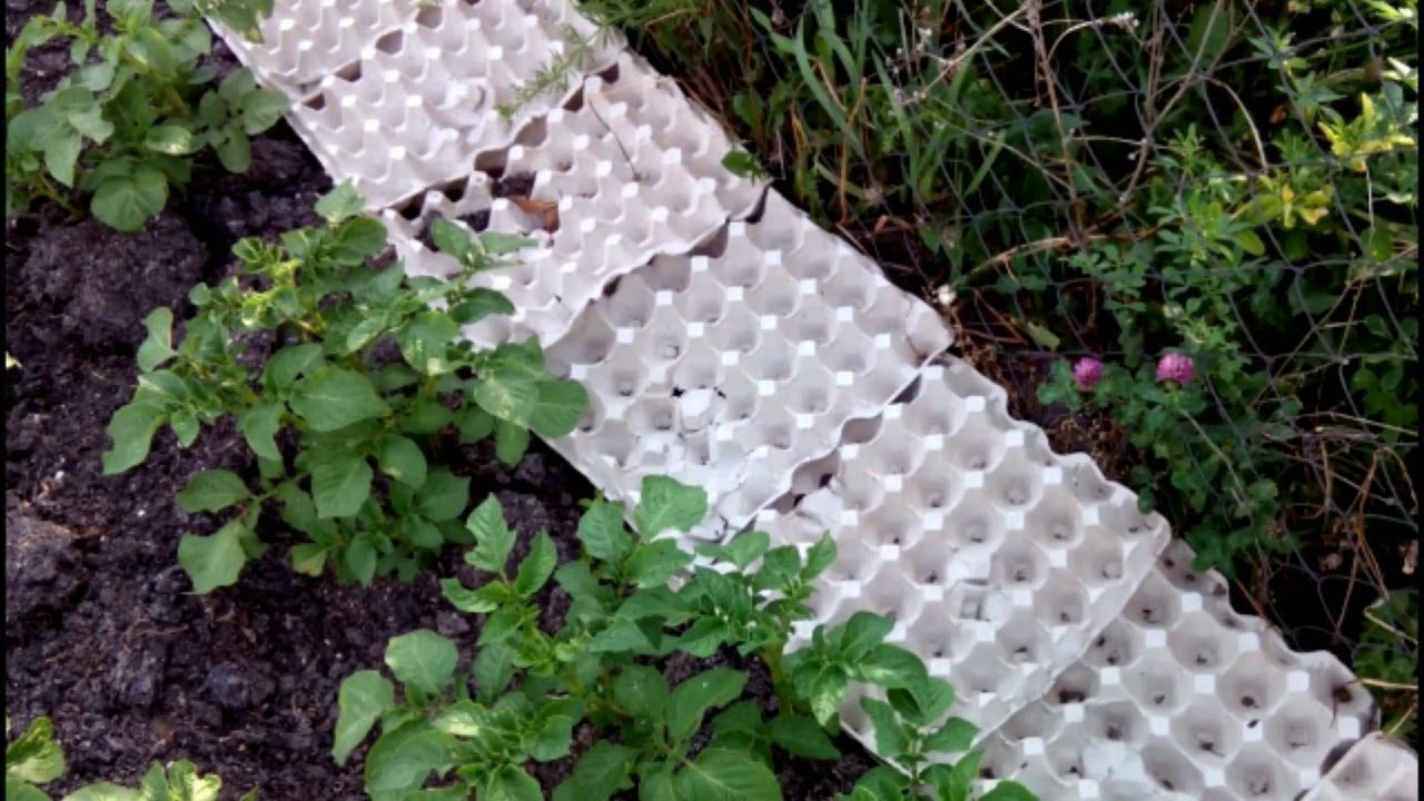 Городники розповіли, як використати лотки від курячих яєць на городі. Фото: скриншот з відео