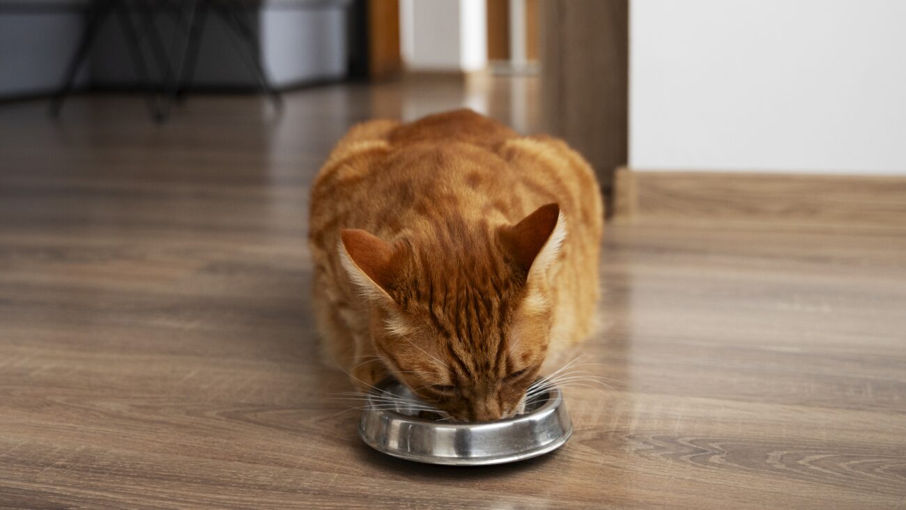 Експерти розповіли, як позбутися запаху домашніх тварин у оселі. Фото: Freepik