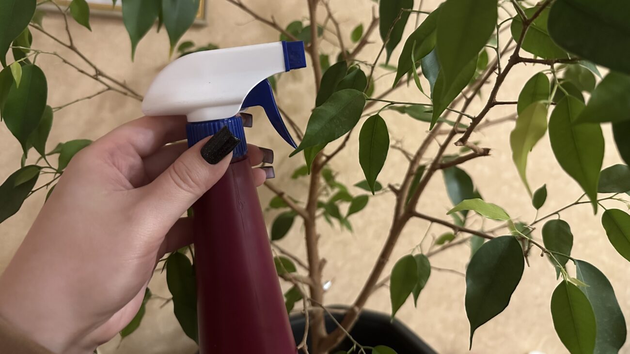 Квіткарі розповіли, яким засобом можна підживити фікус Бенджаміна. Фото: Добрі новини 