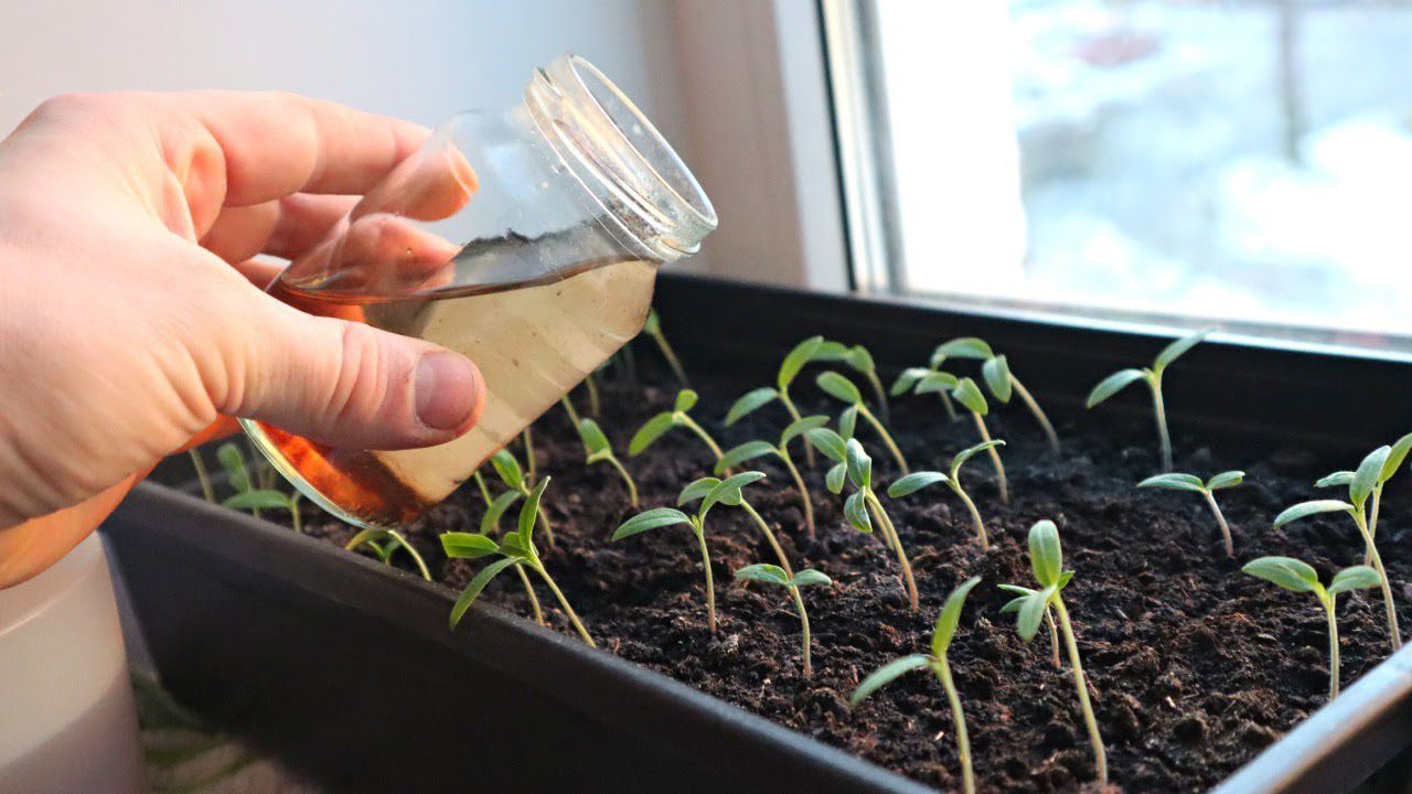 Садівники розкрили рецепт універсального розчину для міцної розсади. Фото: скриншот з відео Садівники розкрили рецепт універсального розчину для міцної розсади. Фото: скриншот з відео