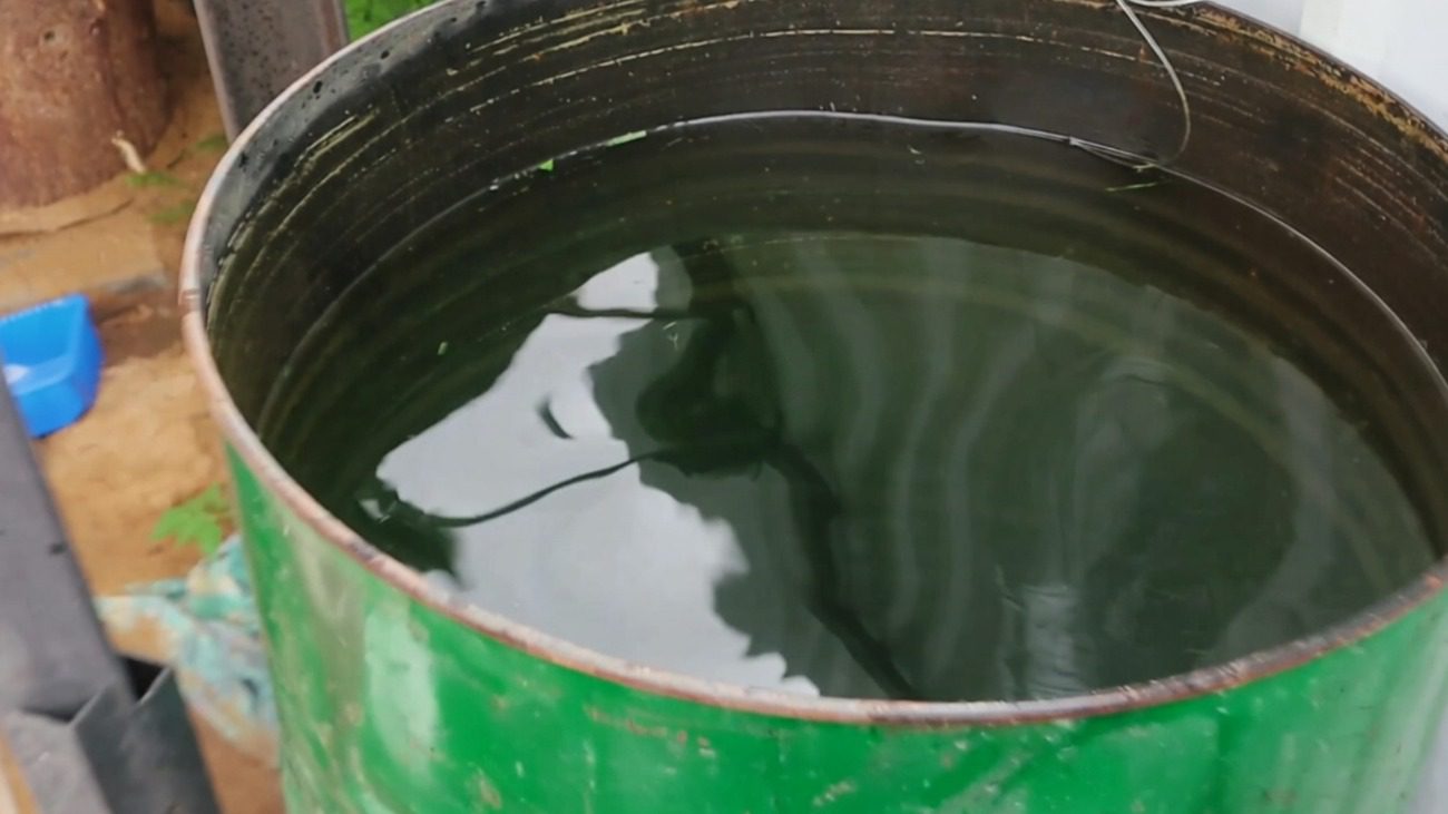 Городники розповіли, що можна додати у бочку для поливу, щоб подвоїти врожай Фото: Сенсація