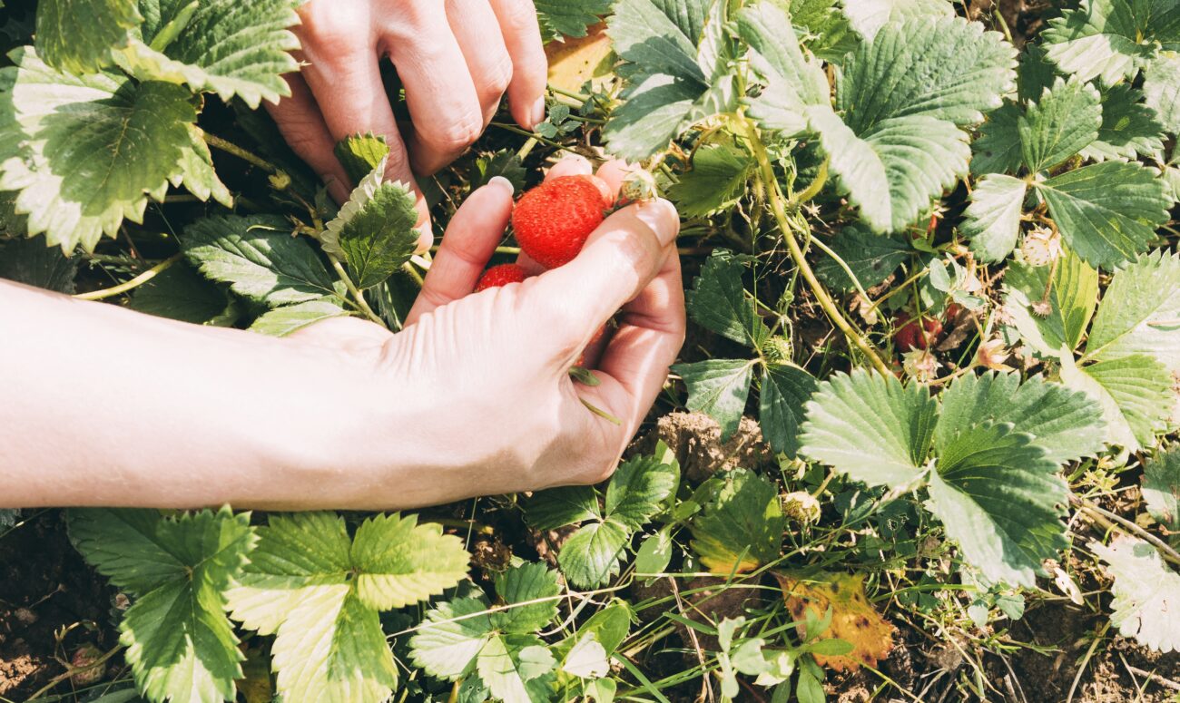 Господині розповіли, чим підживити полуницю у квітні для щедрого врожаю. Фото: Freepik