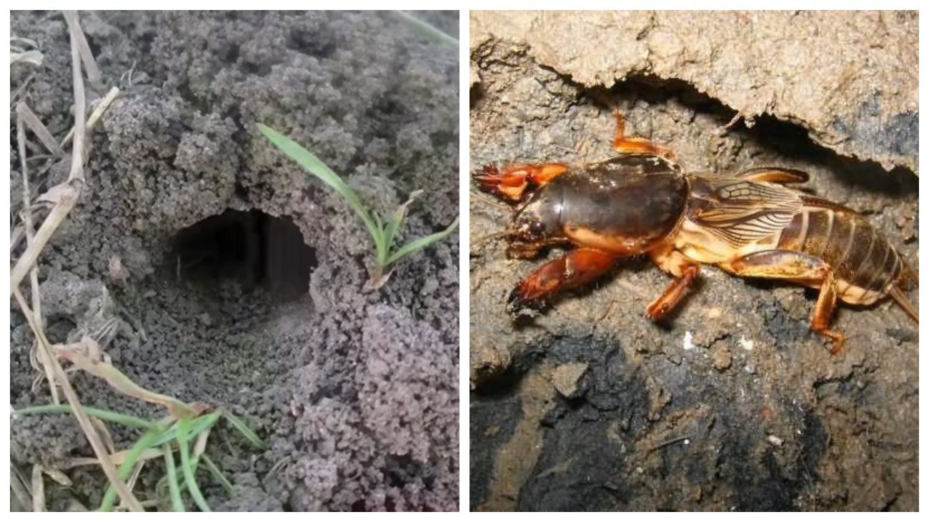 Городники розповіли, як позбутися капустянки за допомогою курячих яєць. Фото: скріншот з відео 