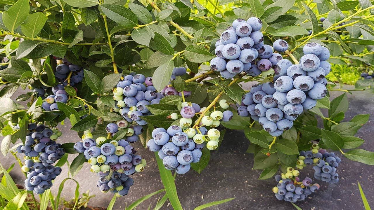 Садівники розповіли, чому найкраще садити лохину в кислий торф. Фото: скриншот з відео