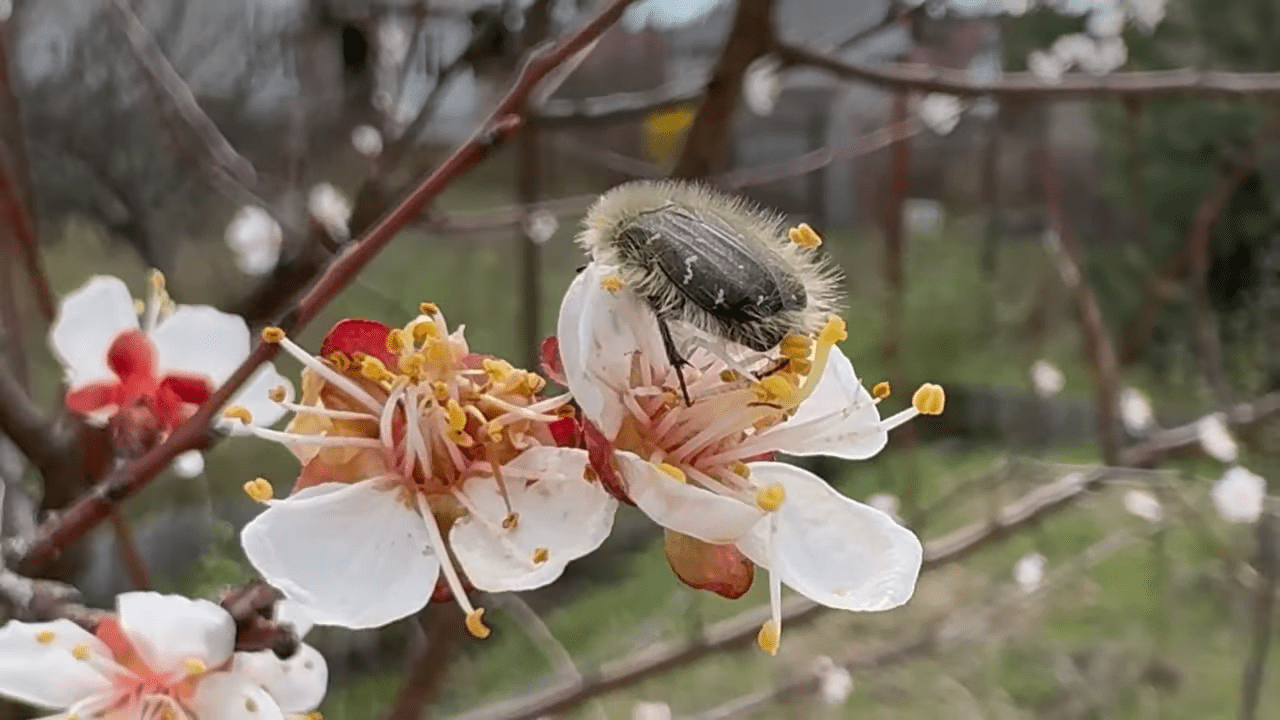 Садівники порадили, чим обробити сад від бронзівки. Фото: YouTube ФАЙНА ДАЧА