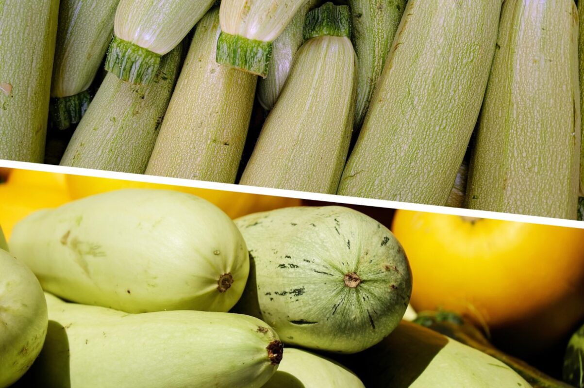 Агрономи назвали найврожайніші сорти кабачків, які стійкі до спеки й посухи. Фото: Сенсація