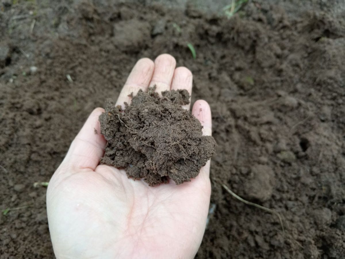 Агрономи розповіли, як оцінити родючість ґрунту без лабораторії. Фото: скриншот з відео