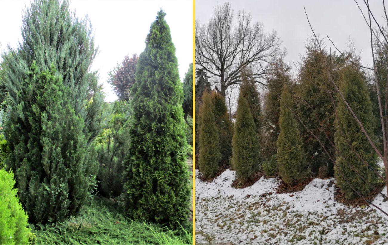 Експерти розповіли, як візуально збільшити територію двору на дачі. Фото: скриншот з відео