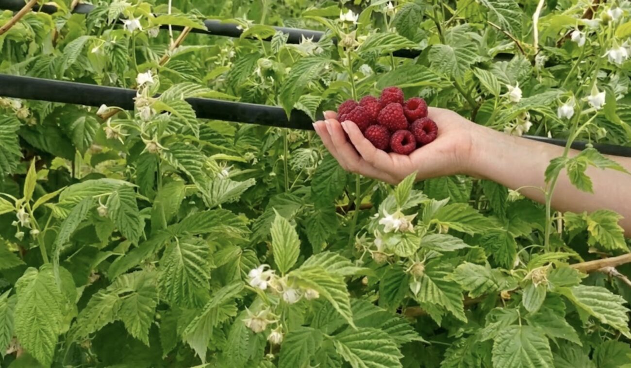 Городники розповіли, як підживлювати малину у квітні. Фото: Добрі новини 