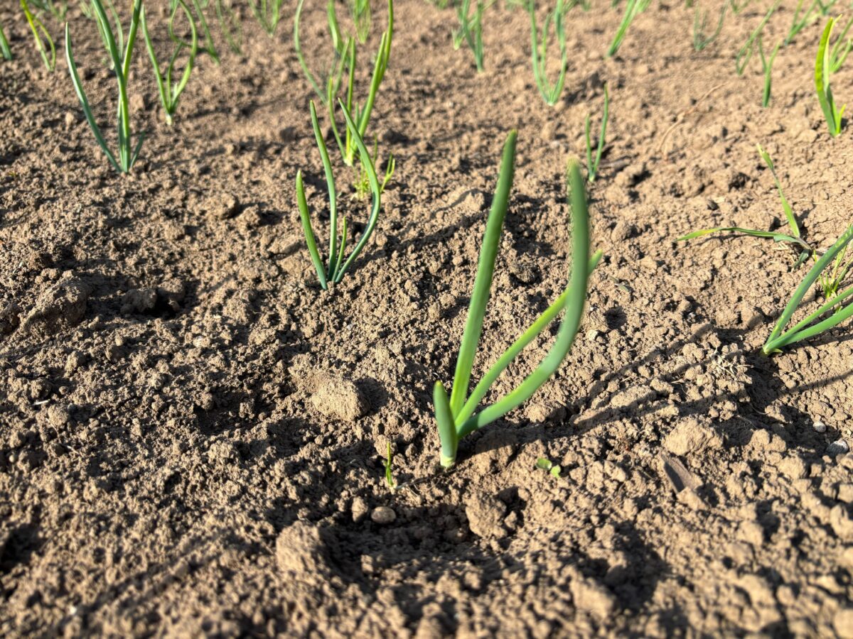 Городники розповіли, коли і куди садити цибулю, аби мати щедрий врожай. Фото: Добрі Новини