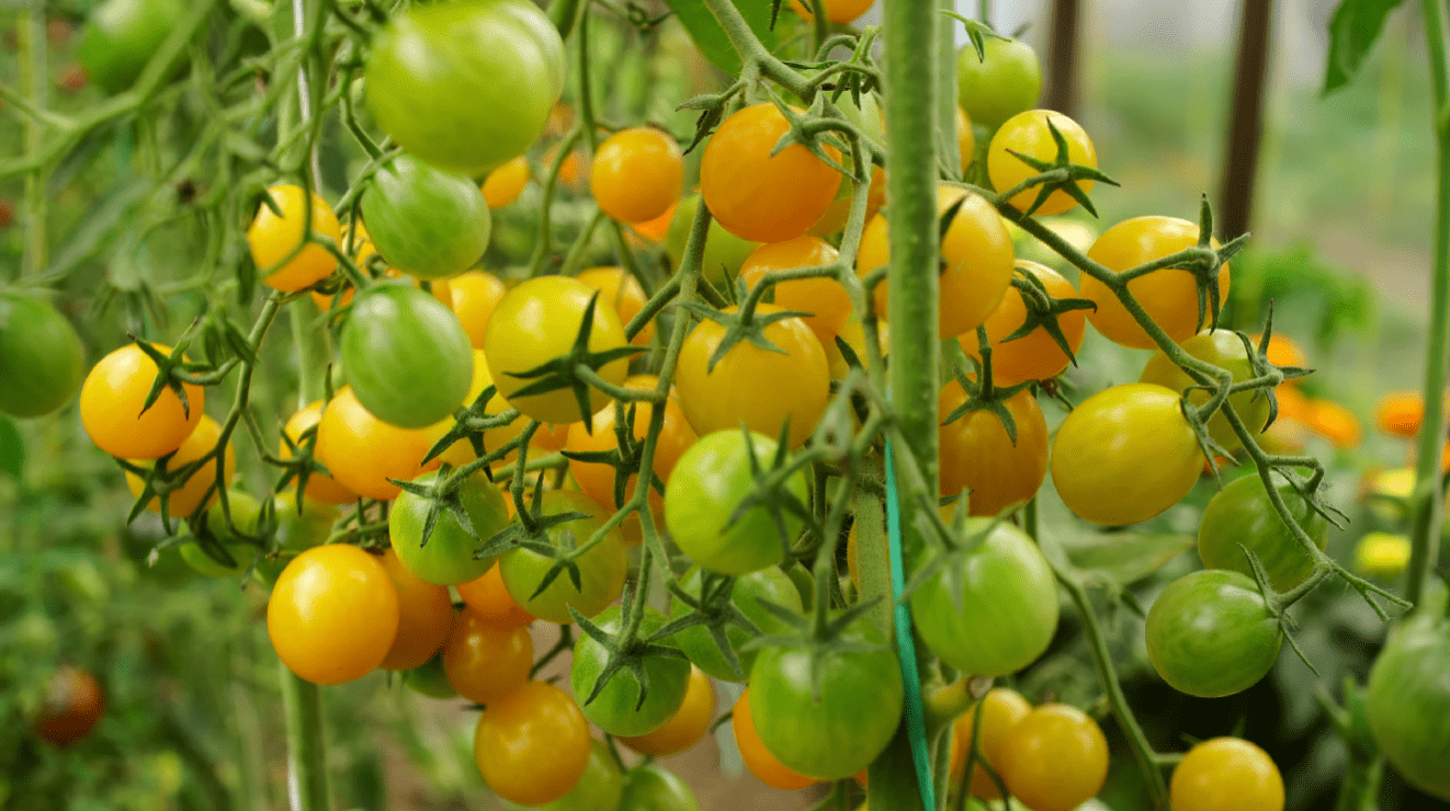 Агрономи назвали чотири сорти томатів, які дають мʼясисті та солодкі плоди. Фото: скриншот з відео Агрономи назвали чотири сорти томатів, які дають мʼясисті та солодкі плоди. Фото: скриншот з відео