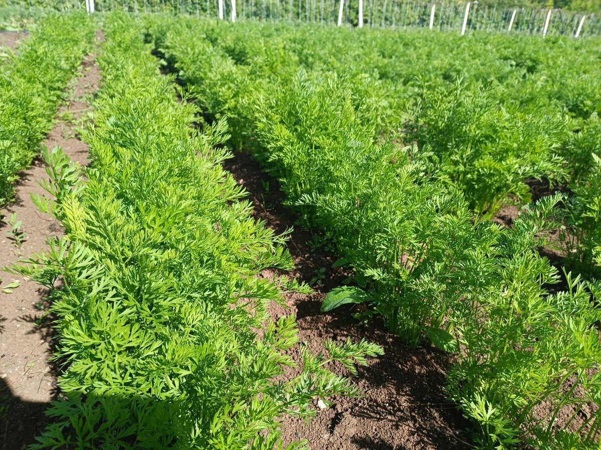 Городники розповіли, що додати в ґрунт при посіві моркви для якісного врожаю. Фото: скриншот з відео