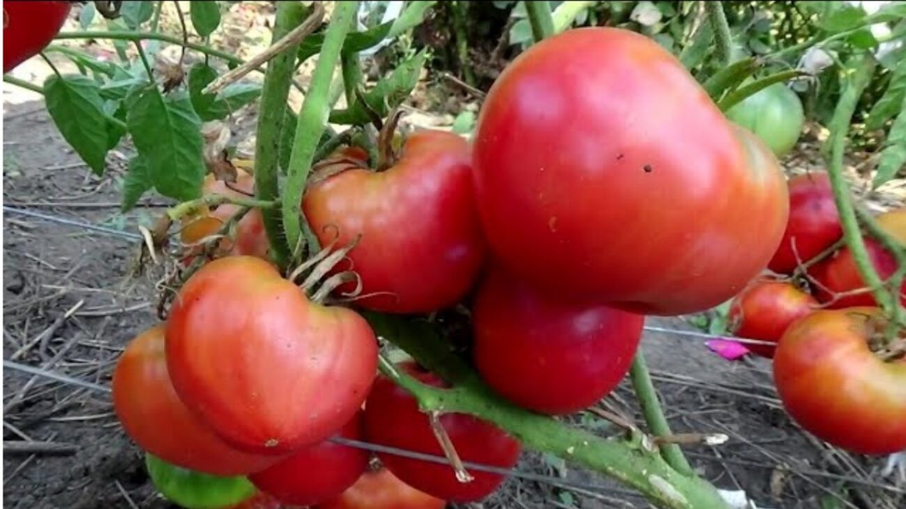 Сорт середньостиглих помідорів Цукровий Бізон