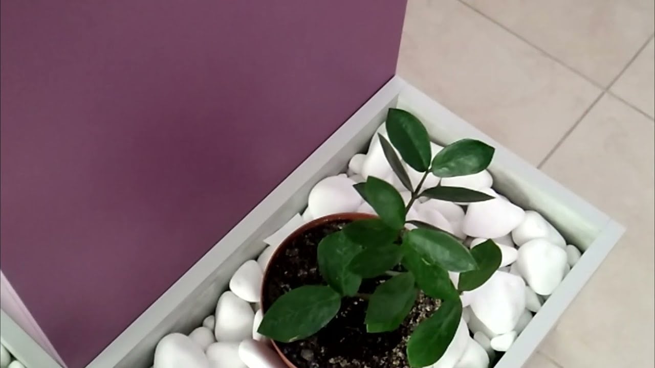 Квітникарі порадили, як покращити ріст заміокулькаса за допомогою добрив. Фото: YouTube Рослинний світ