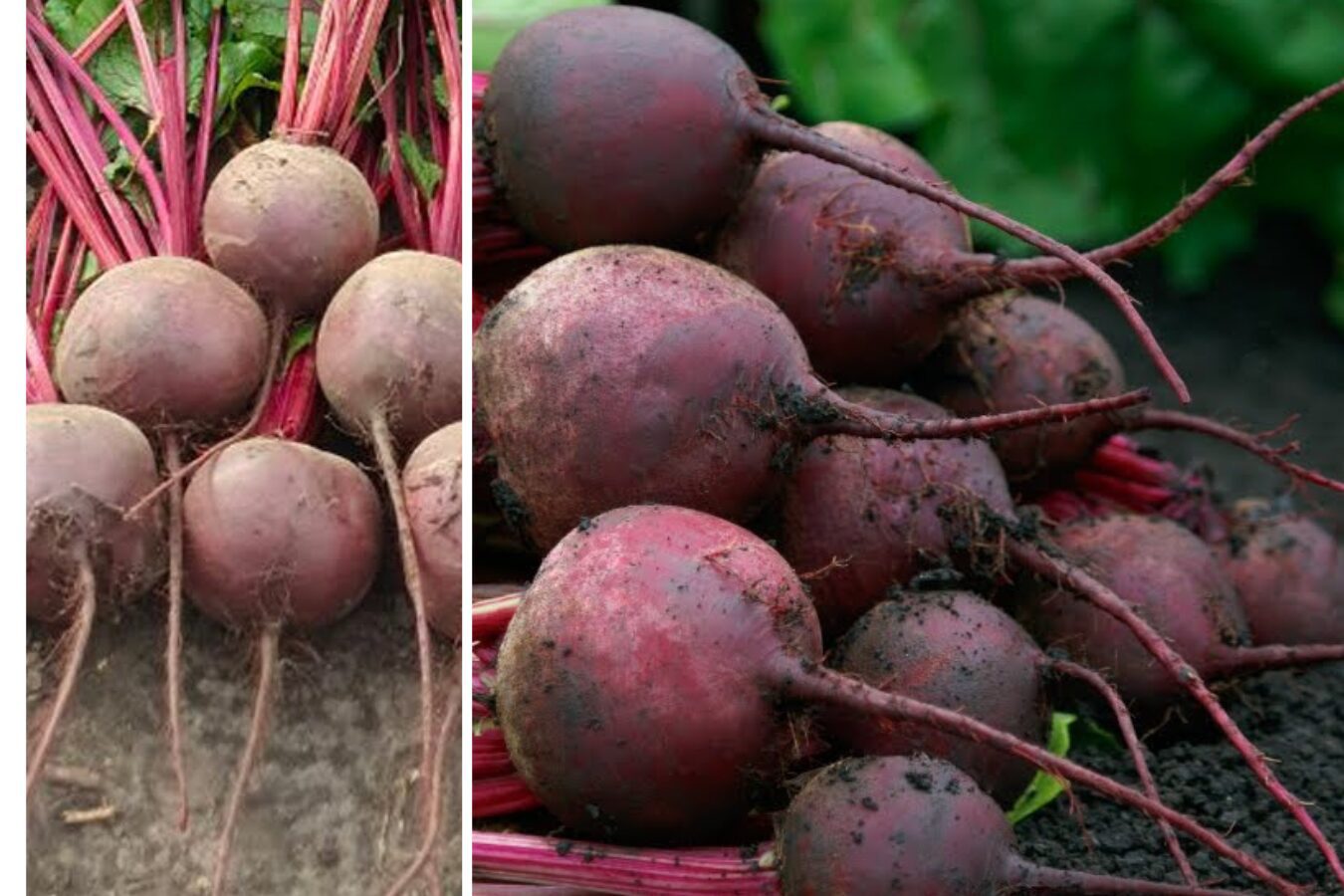 Сорт буряка Кардіал