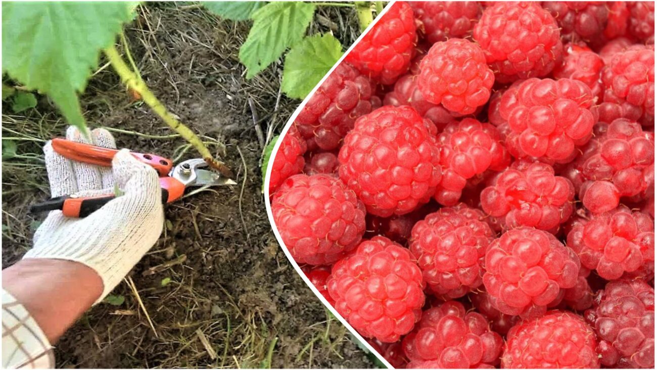 Садівники розповіли, що зробити з малиною навесні для гарного врожаю. Фото: скриншот з відео